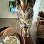 Mushu joined the competition — help win amazing prizes! bowl, cat, cereal, close_up, couch, curious, floor, furniture, home, indoor, leather, legs, living_room, person, pet, relaxing, spoon, tabby_cat, television, wooden_floor