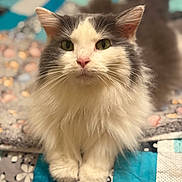 Sashi Quinn joined the competition — help win amazing prizes! animal, cat, closeup, cozy, cute, domestic, fluffy, fur, gray, green_eyes, indoor, patchwork, paws, pet, portrait, quilt, sitting, soft, whiskers, white