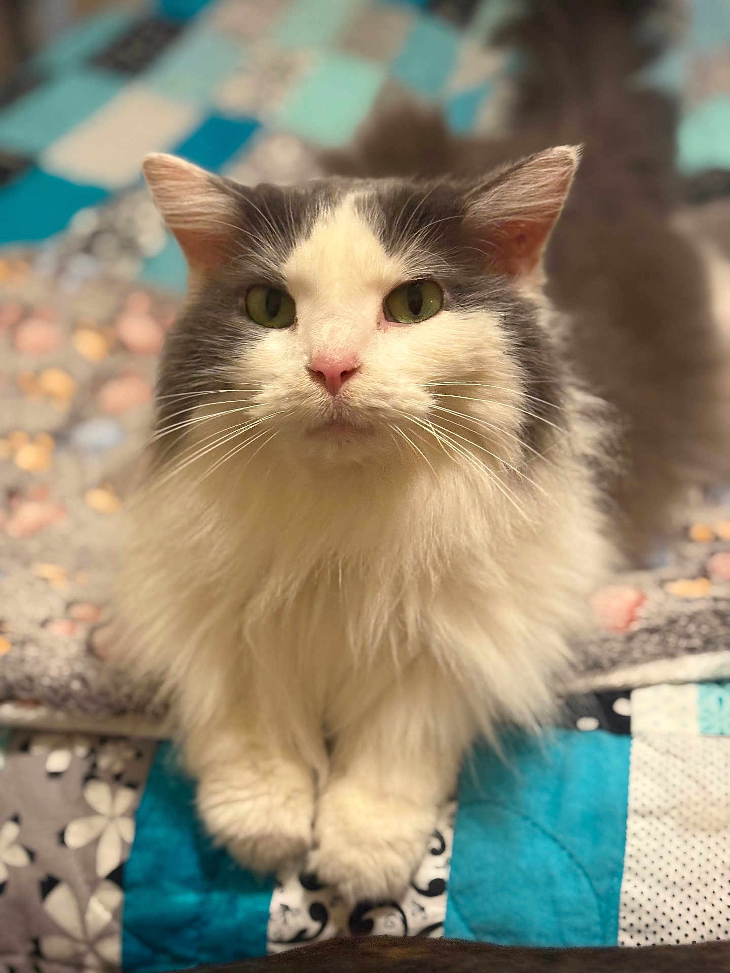 Sashi Quinn joined the competition — help win amazing prizes! animal, cat, closeup, cozy, cute, domestic, fluffy, fur, gray, green_eyes, indoor, patchwork, paws, pet, portrait, quilt, sitting, soft, whiskers, white