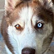 Piper joined the competition — help win amazing prizes! dog, husky, close_up, heterochromia, blue_eye, brown_eye, smiling, teeth, fur, ears, nose, pet, canine, animal, outdoor, collar, tag, friendly, portrait, looking_up