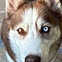 dog, husky, close_up, heterochromia, blue_eye, brown_eye, smiling, teeth, fur, ears, nose, pet, canine, animal, outdoor, collar, tag, friendly, portrait, looking_up