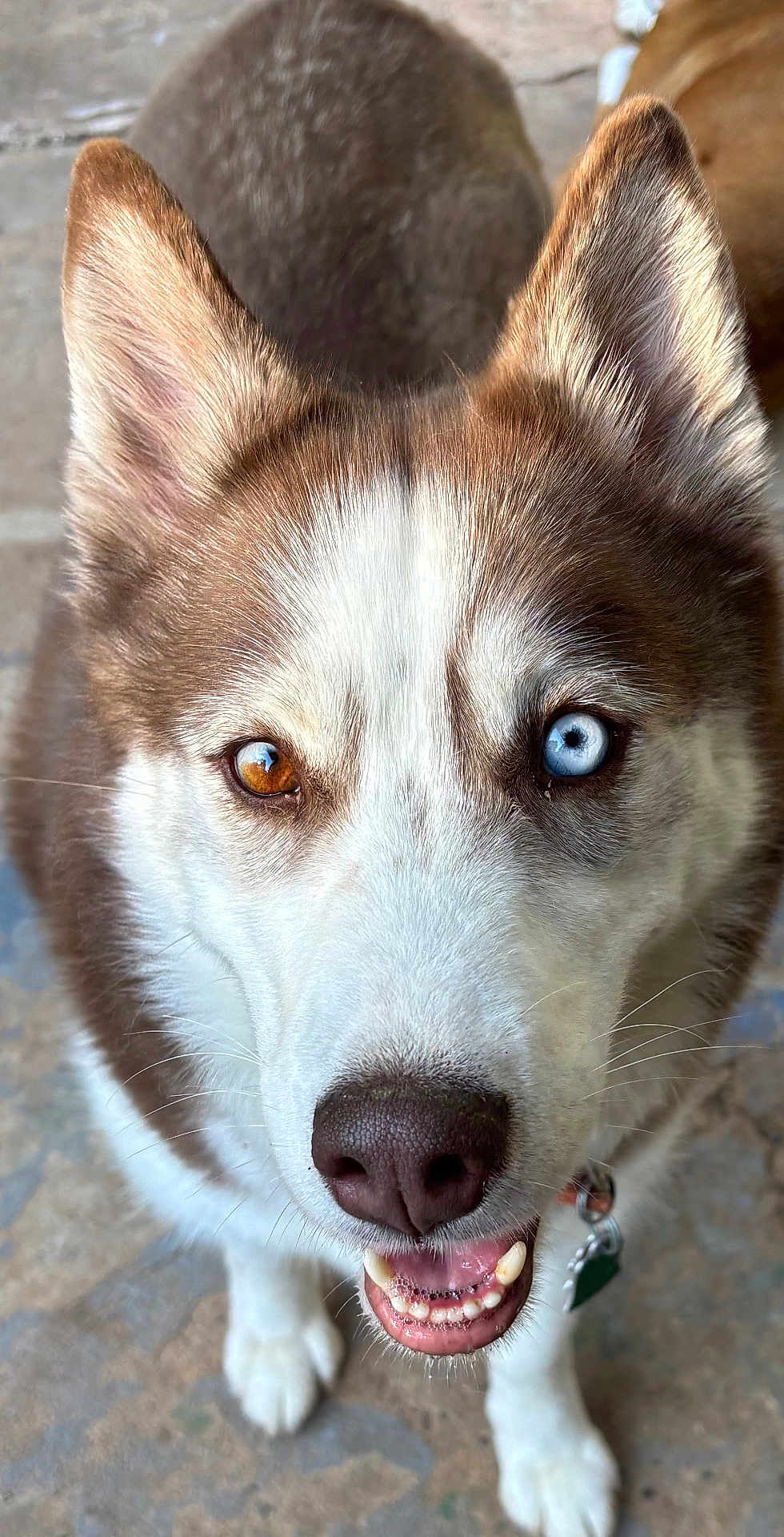 Piper joined the competition — help win amazing prizes! dog, husky, close_up, heterochromia, blue_eye, brown_eye, smiling, teeth, fur, ears, nose, pet, canine, animal, outdoor, collar, tag, friendly, portrait, looking_up