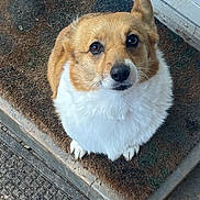 Rubysue joined the competition — help win amazing prizes! accessories, animal, beagle, canine, chihuahua, cockerspaniel, dog, doormat, hound, leash, mat, papillon, path, pet, puppy, road, sidewalk, slate, snout, strap