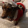 dog, santa_hat, christmas_outfit, pet, blanket, cozy, indoor, cute, fur, animal, holiday, festive, small_dog, costume, portrait, brown, black, white, texture, collar