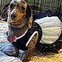 dog, dachshund, pet, costume, dress, tutu, black, white, bed, blanket, indoor, fur, collar, tag, cute, animal, small_dog, texture, furniture, portrait