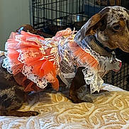 Shelbyrae joined the competition — help win amazing prizes! dog, dachshund, pet, costume, dress, lace, tutu, brown, spotted, blanket, indoor, crate, collar, tag, fur, animal, cute, small_dog, fabric, pattern