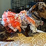 dog, dachshund, pet, costume, dress, lace, tutu, brown, spotted, blanket, indoor, crate, collar, tag, fur, animal, cute, small_dog, fabric, pattern