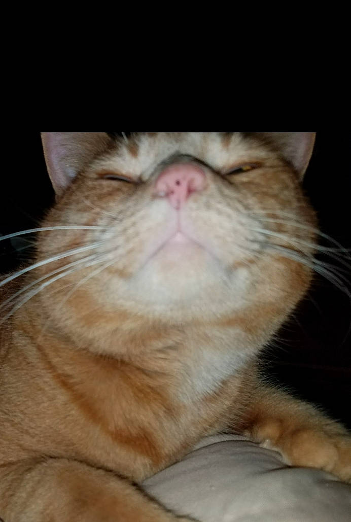 Oliver joined the competition — help win amazing prizes! carnivore, cat, claw, domestic_short_haired_cat, ear, fawn, felidae, foot, fur, gesture, nap, paw, sleep, small_to_medium_sized_cats, snout, tail, whiskers