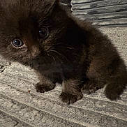 Olaf is registered to the contest to win money with this photo: kitten, cat, black_cat, animal, pet, cute, small, fur, whiskers, eyes, indoor, texture, curious, young, mammal, feline, portrait, sitting, closeup, adorable