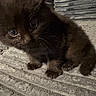 kitten, cat, black_cat, animal, pet, cute, small, fur, whiskers, eyes, indoor, texture, curious, young, mammal, feline, portrait, sitting, closeup, adorable