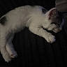 kitten, cat, sleeping, white_fur, gray_patch, paw, pet, animal, cute, resting, feline, indoor, blanket, cozy, soft, small, young, fur, quiet, peaceful