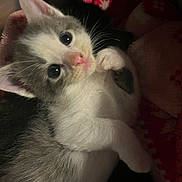 Fred is registered to the contest to win money with this photo: kitten, cat, pet, close_up, cute, fur, whiskers, eyes, nose, paw, blanket, cozy, indoor, animal, young, small, soft, relaxed, lying_down, curious