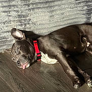 Kilo joined the competition — help win amazing prizes! dog, sleeping, tongue_out, red_collar, wooden_floor, couch, indoor, pet, relaxed, sunlight, brown_dog, canine, domestic_animal, resting, fur, paw, snout, ears, animal, companion