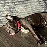 dog, sleeping, tongue_out, red_collar, wooden_floor, couch, indoor, pet, relaxed, sunlight, brown_dog, canine, domestic_animal, resting, fur, paw, snout, ears, animal, companion