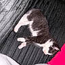 kitten, cat, sleeping, black_and_white, pet, animal, fur, pink_paws, cozy, resting, indoor, soft_texture, blanket, fabric, cute, small, peaceful, domestic, young, lying_down