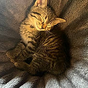 Alaska is registered to the contest to win money with this photo: kitten, cat, tabby, sleeping, cozy, blanket, plush, fur, pet, animal, cute, resting, sunlight, warm, soft, whiskers, ears, small, adorable, relaxing
