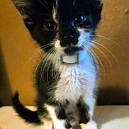 Patchy is registered to the contest to win money with this photo: kitten, cat, black_and_white, pet, whiskers, collar, ears, fur, animal, cute, small, indoors, domestic, face, standing, young, table, curious, feline, portrait