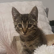 Simon participe au concours pour gagner de l'argent avec cette photo : kitten, cat, tabby, pet, animal, fur, ears, whiskers, flower, feathers, box, indoor, cozy, cute, young, feline, closeup, portrait, domestic, soft