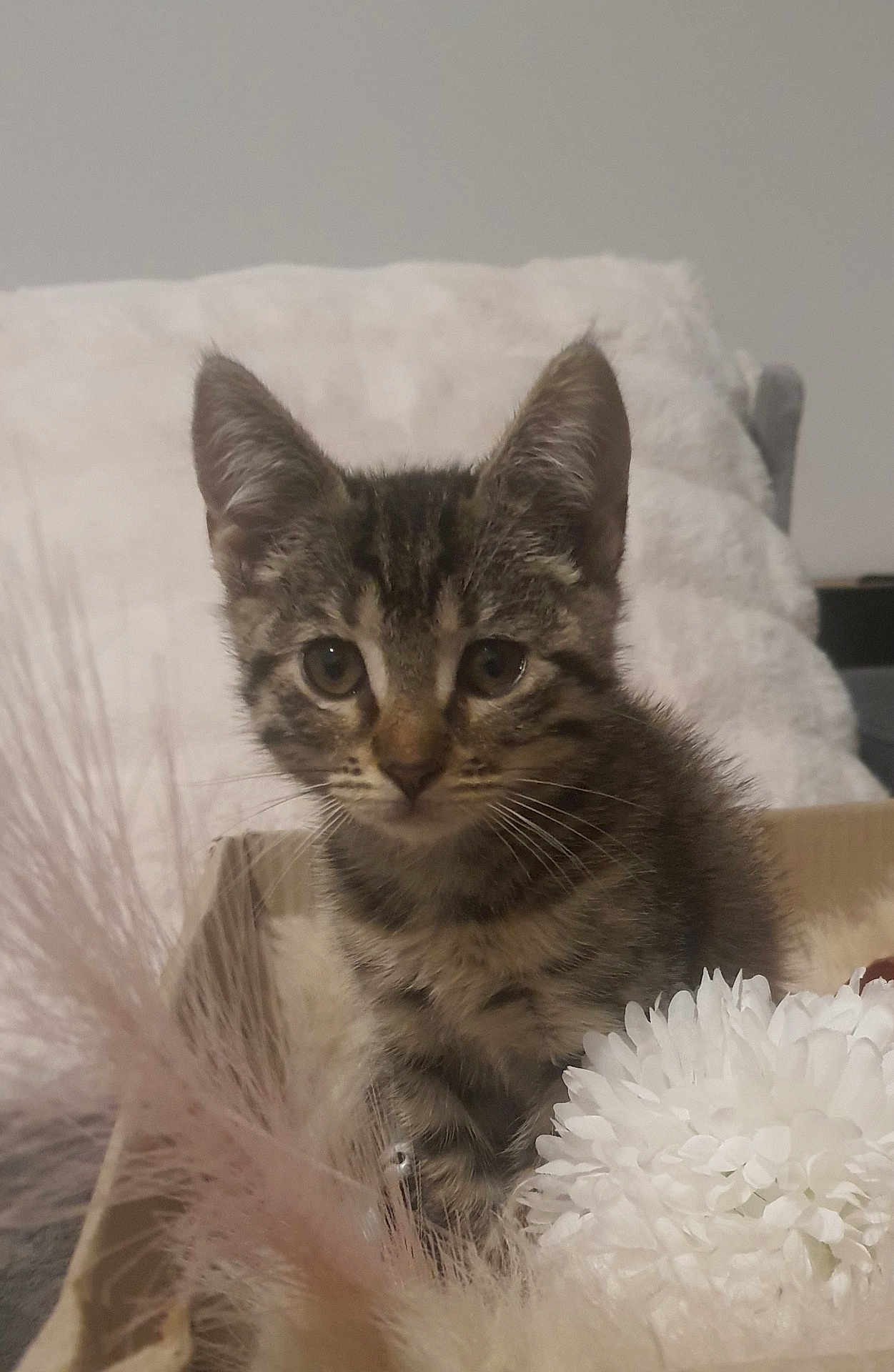 Simon participe au concours pour gagner de l'argent avec cette photo : kitten, cat, tabby, pet, animal, fur, ears, whiskers, flower, feathers, box, indoor, cozy, cute, young, feline, closeup, portrait, domestic, soft