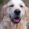 Uky participe au concours pour gagner de l'argent avec cette photo : dog, golden_retriever, canine, pet, animal, smiling, tongue_out, fur, outdoor, nature, close_up, face, eyes, nose, ears, happy, mammal, friendly, portrait, cute
