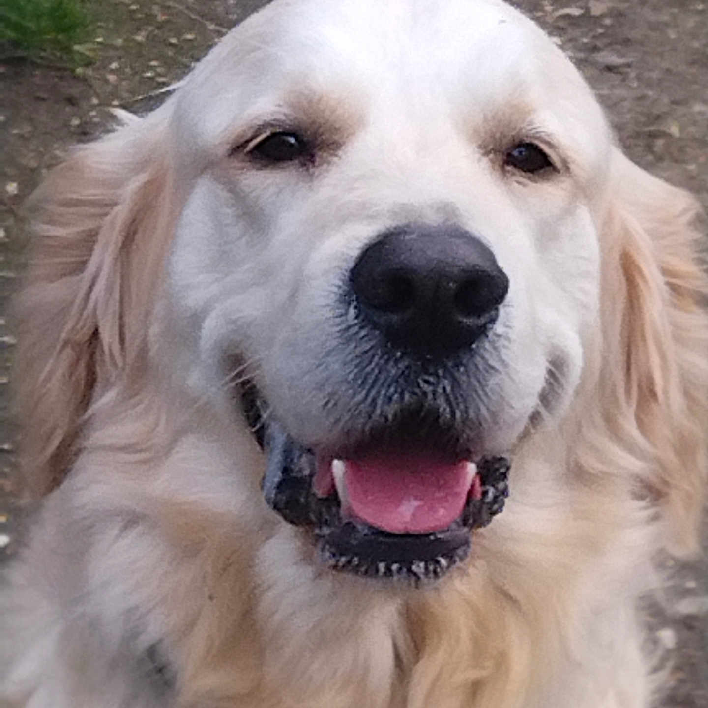 Uky participe au concours pour gagner de l'argent avec cette photo : dog, golden_retriever, canine, pet, animal, smiling, tongue_out, fur, outdoor, nature, close_up, face, eyes, nose, ears, happy, mammal, friendly, portrait, cute
