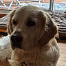 Uky participe au concours pour gagner de l'argent avec cette photo : dog, golden_retriever, indoor, pet, animal, wood_floor, blanket, glass_door, patio, chair, furniture, relaxed, calm, home, companion, canine, domestic_animal, resting, fur, collar