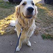Uky participe au concours pour gagner de l'argent avec cette photo : dog, golden_retriever, leash, outdoor, grass, dirt, pet, canine, sunlight, car, vehicle, parked_car, muzzle, fur, friendly, animal, sitting, collar, daylight, nature