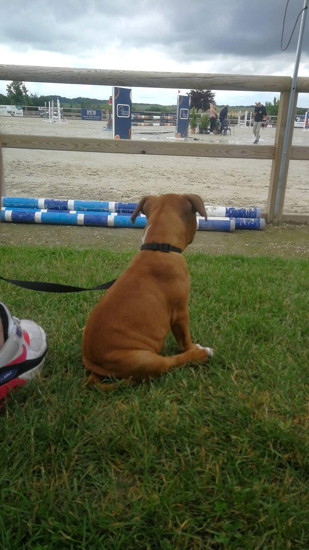 Sola a rejoint le concours — aidez-le/la à gagner de superbes lots ! animal_sports, carnivore, cloud, collar, companion_dog, dog, dog_breed, dog_collar, dog_supply, fawn, grass, hunting_dog, liver, non_sporting_group, pet_supply, plant, sky, sporting_group, working_animal, working_dog