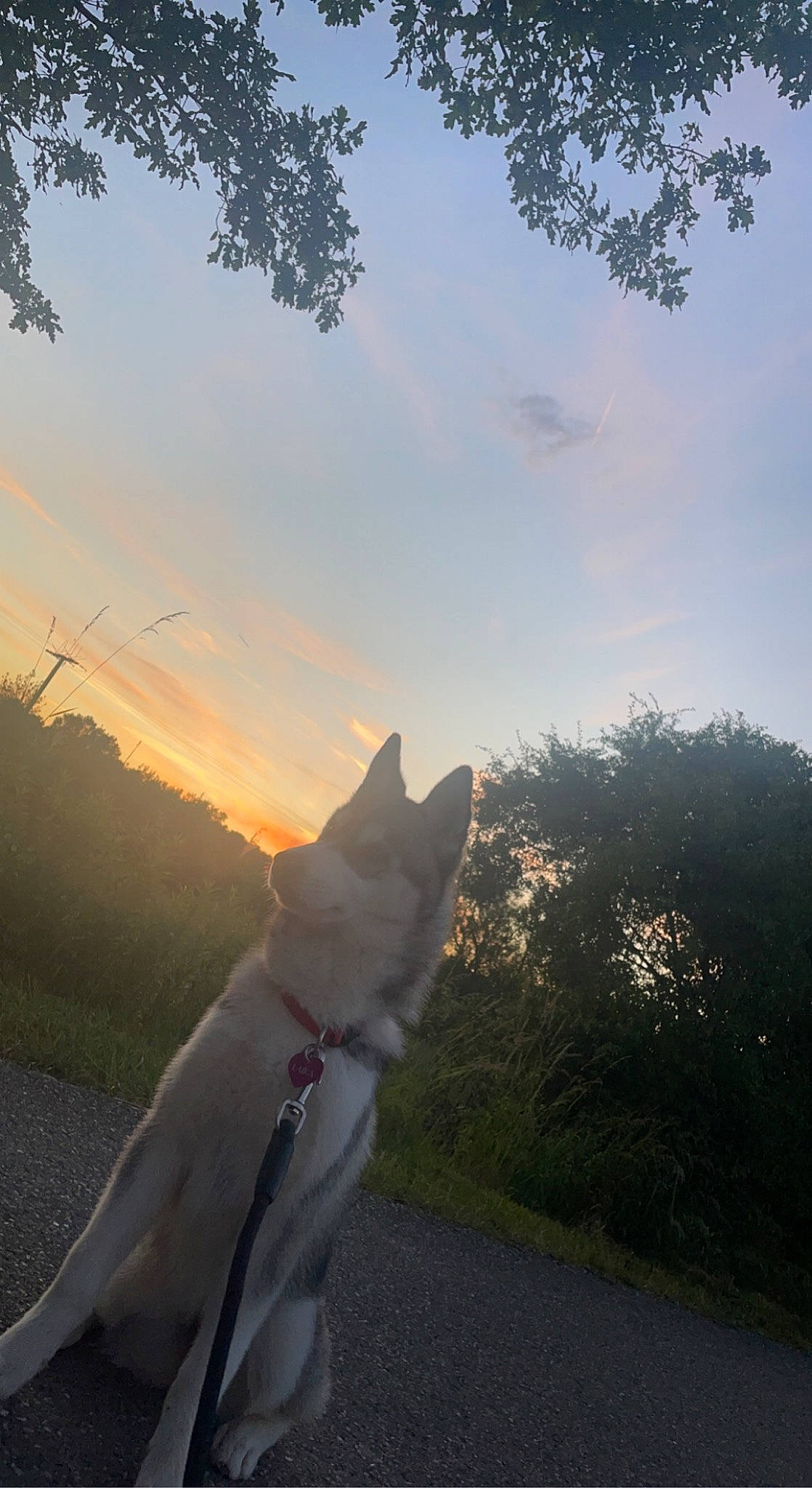 Laïka a rejoint le concours — aidez-le/la à gagner de superbes lots ! asphalt, backlighting, carnivore, cloud, companion_dog, dog, dog_breed, evening, grass, landscape, lens_flare, plant, road, sky, sunrise, sunset, tail, tints_and_shades, tree, vertebrate