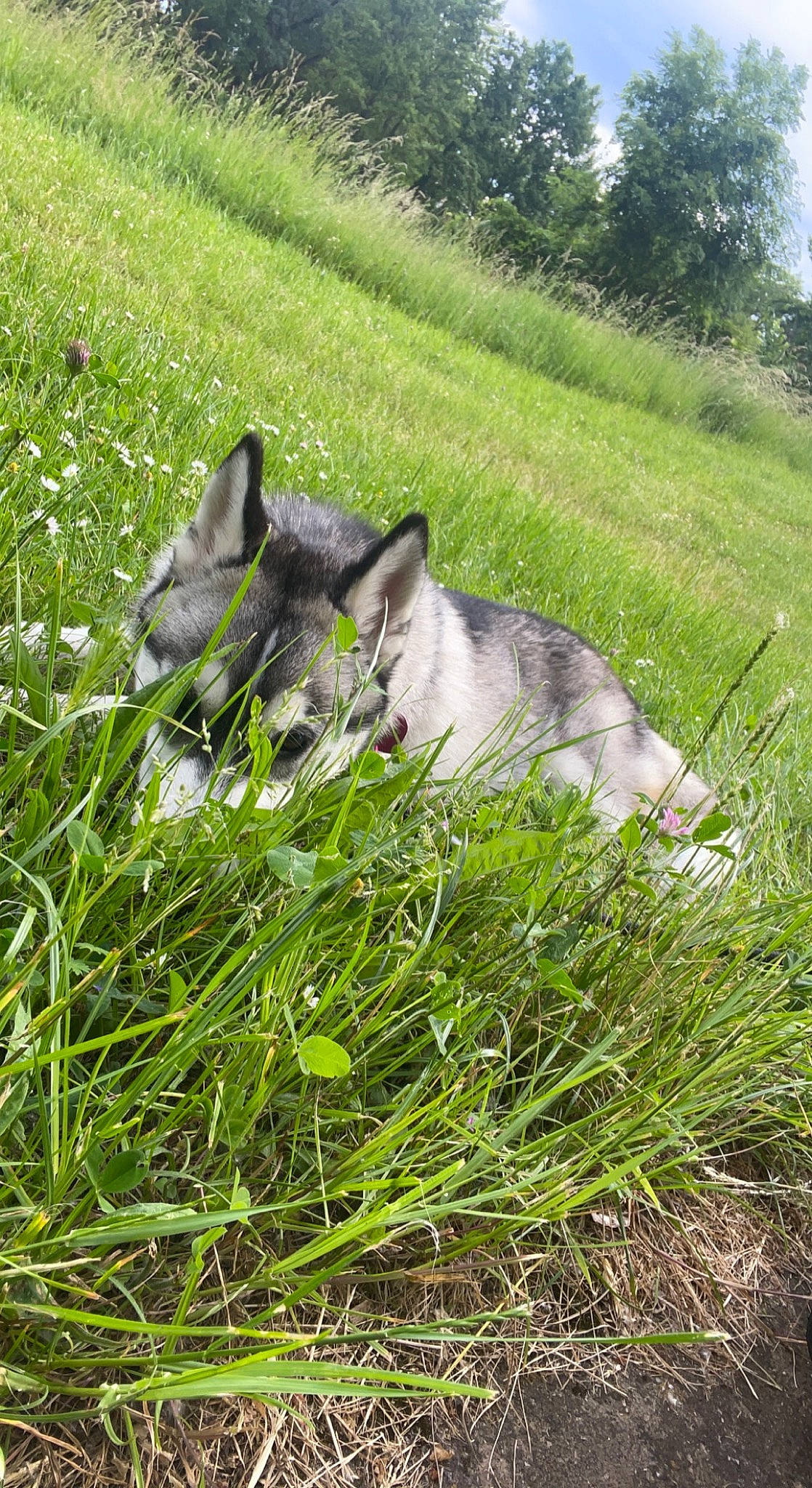 Laïka participe au concours pour gagner de l'argent avec cette photo : canidae, carnivore, dog, dog_breed, felidae, grass, grass_family, grassland, groundcover, natural_landscape, pasture, plant, plant_community, small_to_medium_sized_cats, snout, sporting_group, terrestrial_animal, tree, wolf, working_animal