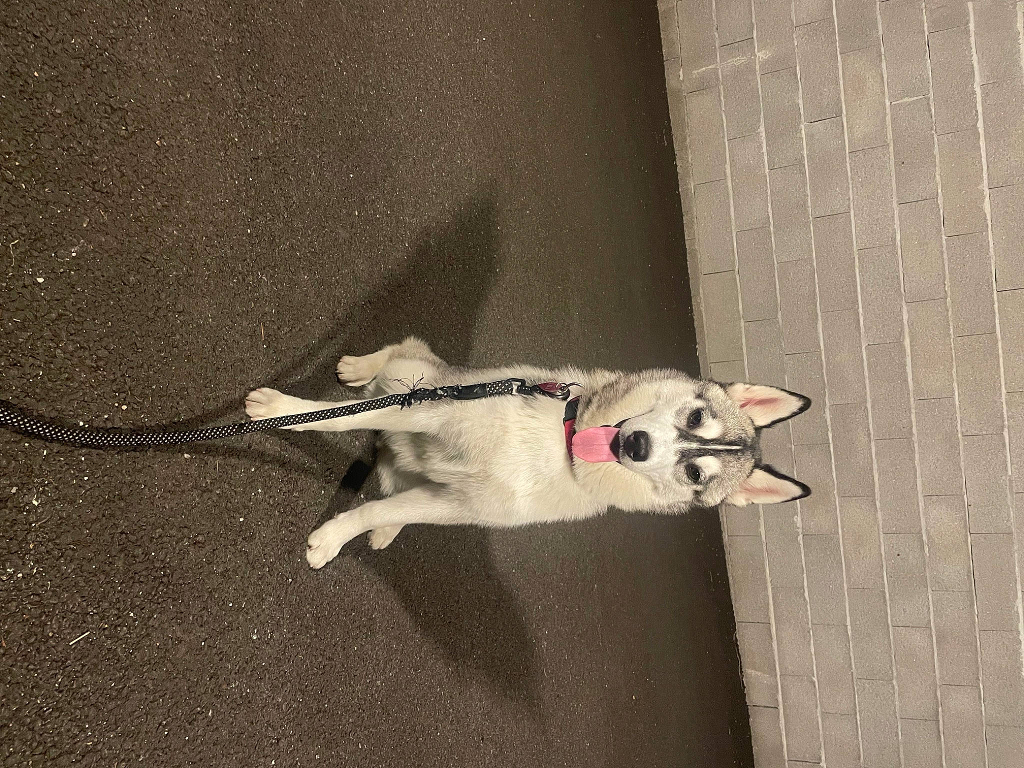 Laïka participe au concours pour gagner de l'argent avec cette photo : asphalt, canidae, carnivore, collar, companion_dog, concrete, dog, dog_breed, fawn, flooring, grey, leash, pet_supply, shadow, snout, sporting_group, tail, wing, wood, working_animal