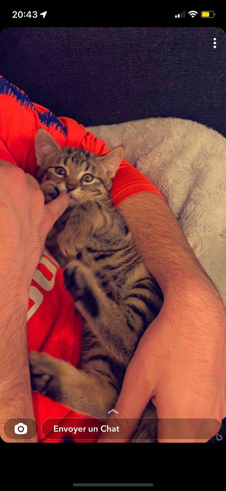 Onix participe au concours pour gagner de l'argent avec cette photo : carnivore, cat, comfort, domestic_short_haired_cat, elbow, felidae, finger, fur, gesture, hug, human_leg, lap, nail, sleeve, small_to_medium_sized_cats, snout, sportswear, t_shirt, thigh, whiskers