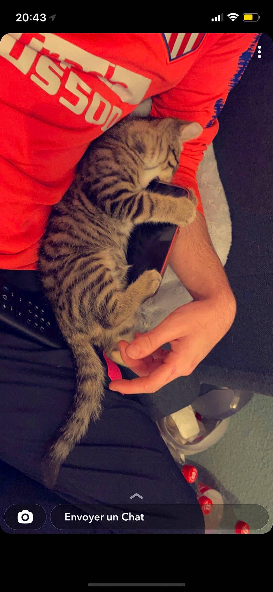 Onix a rejoint le concours — aidez-le/la à gagner de superbes lots ! carnivore, cat, comfort, domestic_short_haired_cat, elbow, felidae, flesh, foot, fur, human_leg, knee, lap, nail, paw, sitting, small_to_medium_sized_cats, sportswear, tail, thigh, whiskers