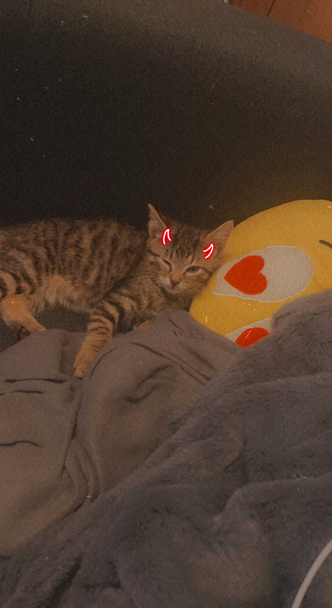 Onix a rejoint le concours — aidez-le/la à gagner de superbes lots ! carmine, carnivore, cat, comfort, darkness, domestic_short_haired_cat, fawn, felidae, fur, grey, mammal, paw, room, small_to_medium_sized_cats, snout, tail, textile, tints_and_shades, vertebrate, whiskers