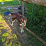 Jake is registered to the contest to win money with this photo: dog, grass, fence, wood, plants, outdoor, sunlight, shadow, balloon, tire, dirt, nature, pet, animal, tongue_out, collar, yard, summer, greenery, rustic