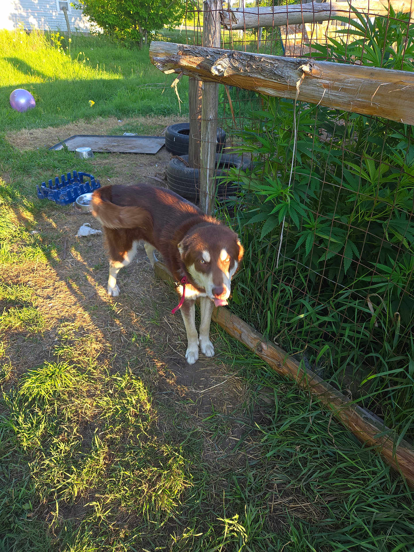 Jake is registered to the contest to win money with this photo: dog, grass, fence, wood, plants, outdoor, sunlight, shadow, balloon, tire, dirt, nature, pet, animal, tongue_out, collar, yard, summer, greenery, rustic