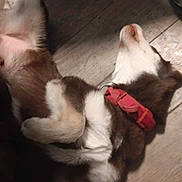 Jake joined the competition — help win amazing prizes! dog, puppy, husky, collar, lying_down, wooden_floor, indoor, pet, animal, fur, relaxed, white, brown, paw, nose, tail, person, shoe, chair_wheel, floor