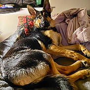 Vanillapee is registered to the contest to win money with this photo: animal, bed, black_and_tan, blanket, canine, cozy, dog, ears, fur, german_shepherd, indoor, looking, pet, pillow, relaxed, resting, snack_bag, soda_bottle, tail, window