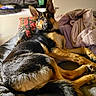 animal, bed, black_and_tan, blanket, canine, cozy, dog, ears, fur, german_shepherd, indoor, looking, pet, pillow, relaxed, resting, snack_bag, soda_bottle, tail, window