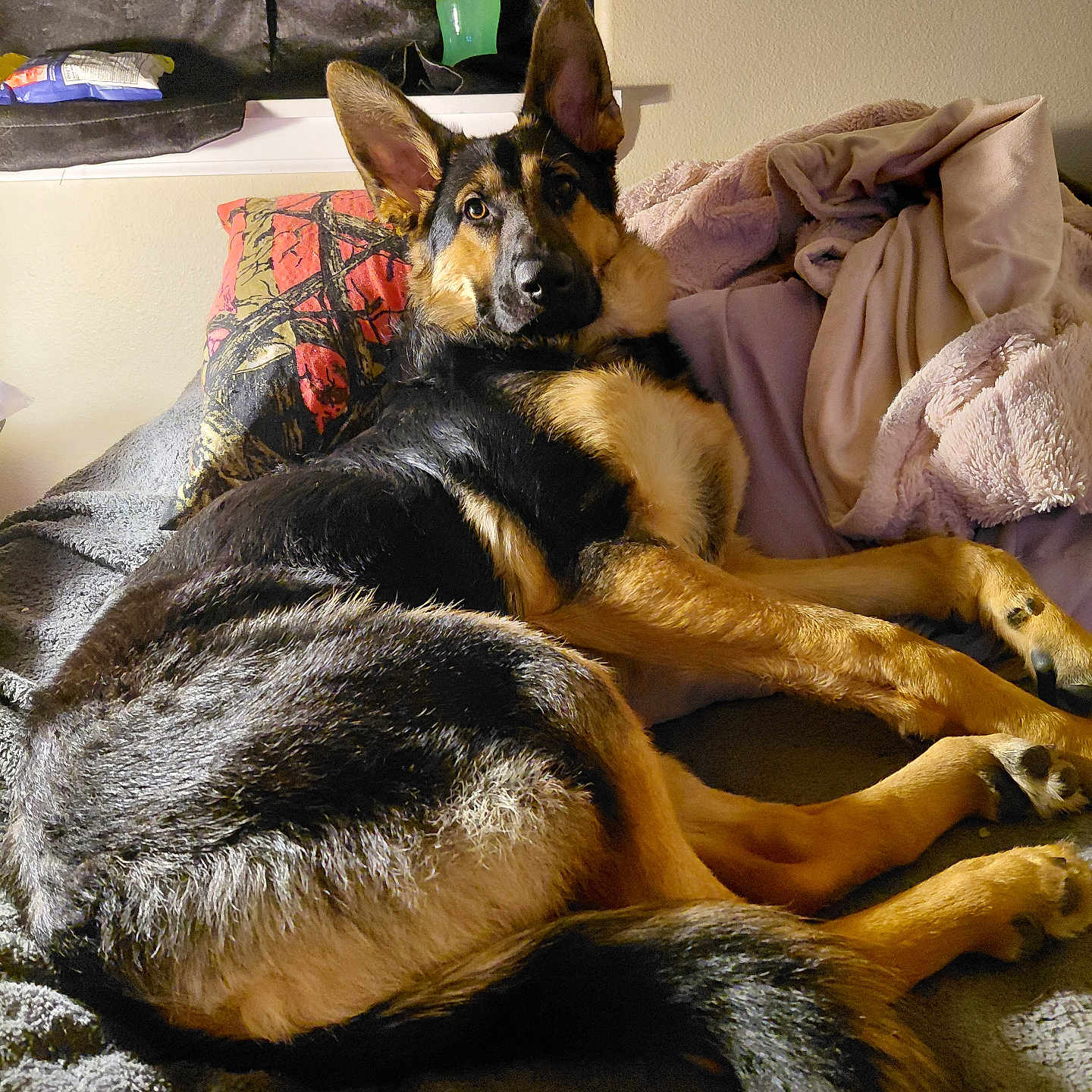 Vanillapee is registered to the contest to win money with this photo: animal, bed, black_and_tan, blanket, canine, cozy, dog, ears, fur, german_shepherd, indoor, looking, pet, pillow, relaxed, resting, snack_bag, soda_bottle, tail, window