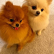 Lunasol is registered to the contest to win money with this photo: dog, pomeranian, fluffy, pet, animal, cute, tongue_out, carpet, indoor, small_dog, companion, furry, two_dogs, brown_dog, white_dog, adorable, close_up, sitting, friendly, domestic