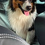 Oslo participe au concours pour gagner de l'argent avec cette photo : dog, animal, pet, car, backseat, fur, tricolor, happy, tongue_out, indoor, leather_seat, window, rain, fluffy, mammal, companion, cute, portrait, sitting, canine