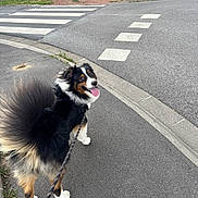 Oslo a rejoint le concours — aidez-le/la à gagner de superbes lots ! dog, leash, sidewalk, crosswalk, street, grass, hedge, car, curb, pavement, happy, pet, outdoor, walking, black_fur, brown_fur, white_fur, tongue_out, tail, suburban