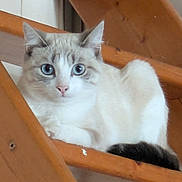 Ava participe au concours pour gagner de l'argent avec cette photo : cat, blue_eyes, wooden_stairs, indoor, pet, animal, feline, fur, relaxed, looking_at_camera, curious, close_up, house, home, stairs, resting, cute, whiskers, tail, cozy