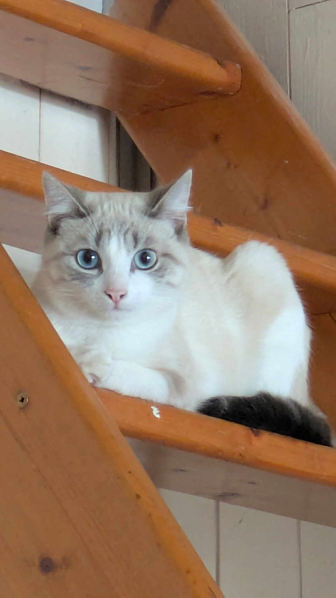 Ava participe au concours pour gagner de l'argent avec cette photo : cat, blue_eyes, wooden_stairs, indoor, pet, animal, feline, fur, relaxed, looking_at_camera, curious, close_up, house, home, stairs, resting, cute, whiskers, tail, cozy