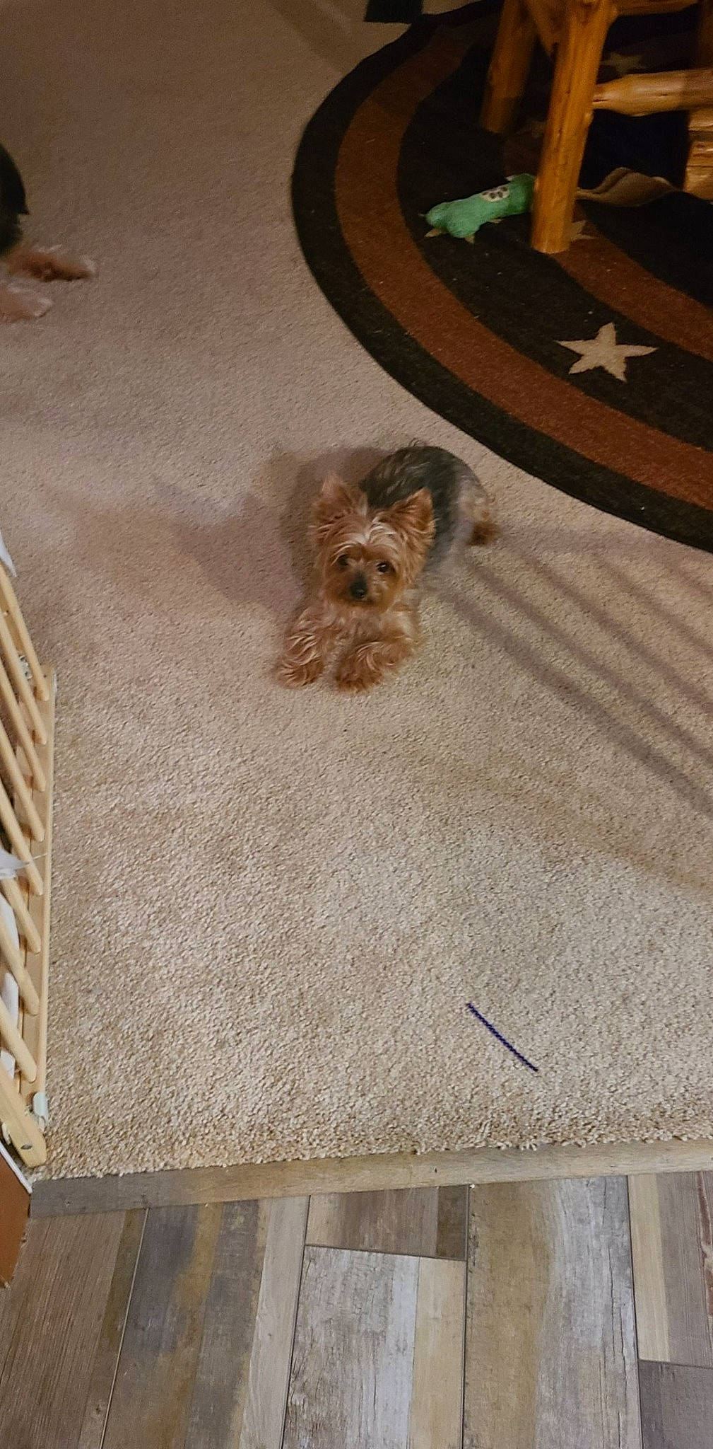 Izzy is registered to the contest to win money with this photo: brown, canidae, carnivore, companion_dog, dog, dog_breed, dog_supply, fawn, floor, flooring, fur, hardwood, liver, pattern, pet_supply, rectangle, sporting_group, toy_dog, wood, working_animal