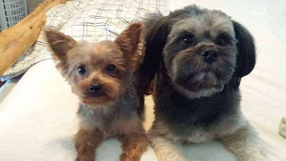 Coupie joined the competition — help win amazing prizes! canidae, carnivore, companion_dog, dog, dog_breed, dog_supply, fawn, fur, liver, pet_supply, plant, puppy_love, small_terrier, snout, sporting_group, terrestrial_animal, terrier, toy_dog, working_animal, yorkipoo