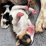 Aïka a rejoint le concours — aidez-le/la à gagner de superbes lots ! puppy, dog, newborn, mother, licking, paw, pink_paw, close_up, sleeping, cute, animal, canine, fur, soft, gray_blanket, tiny, resting, love, care, tender
