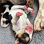 puppy, dog, newborn, mother, licking, paw, pink_paw, close_up, sleeping, cute, animal, canine, fur, soft, gray_blanket, tiny, resting, love, care, tender