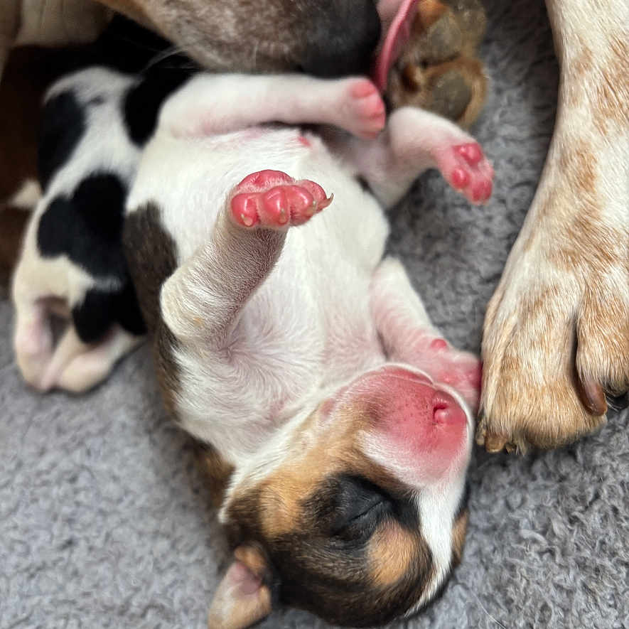 Aïka a rejoint le concours — aidez-le/la à gagner de superbes lots ! animal, canine, care, close_up, cute, dog, fur, gray_blanket, licking, love, mother, newborn, paw, pink_paw, puppy, resting, sleeping, soft, tender, tiny